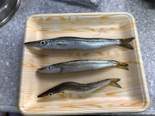 カマスの釣果