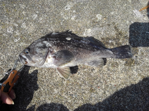 クロソイの釣果