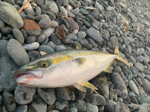 イナダの釣果