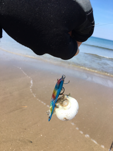 クサフグの釣果