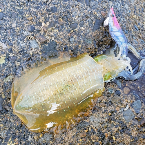 アオリイカの釣果