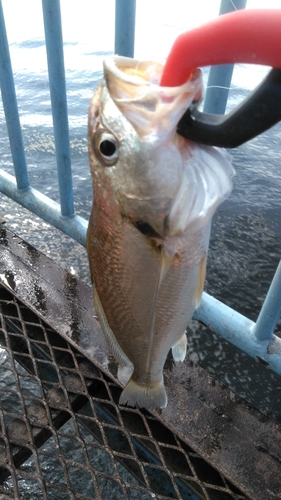 イシモチの釣果