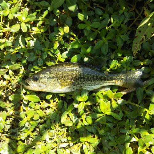 ブラックバスの釣果