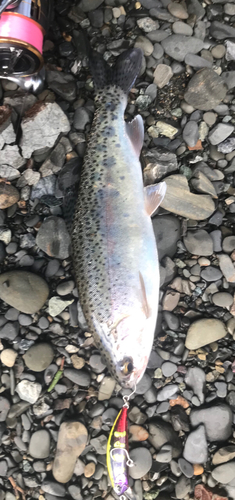 ニジマスの釣果