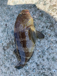 アコウの釣果