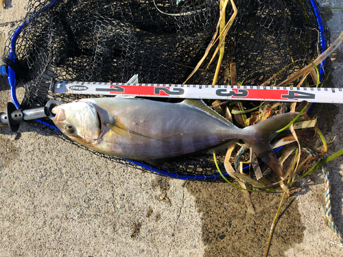 ショゴの釣果