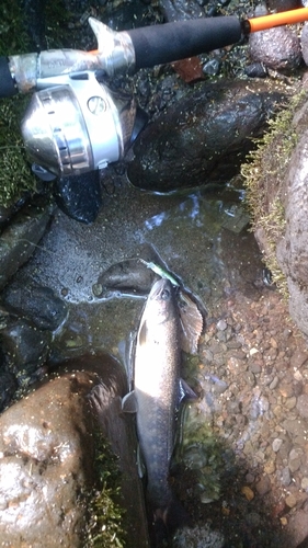 イワナの釣果