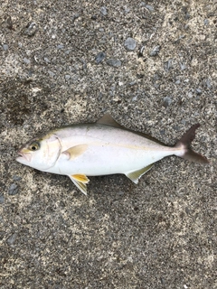 ショゴの釣果