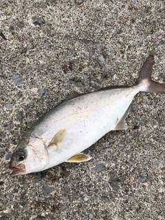 ショゴの釣果