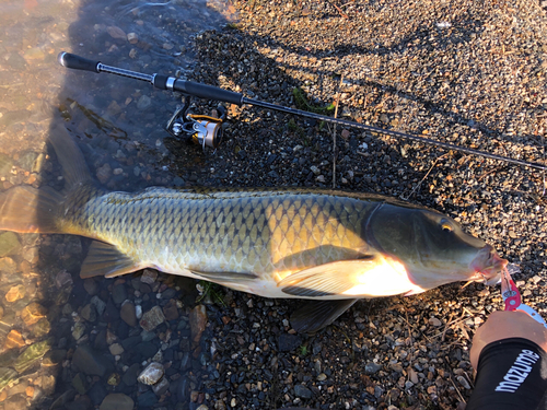 コイの釣果