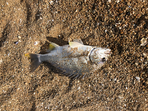 キビレの釣果