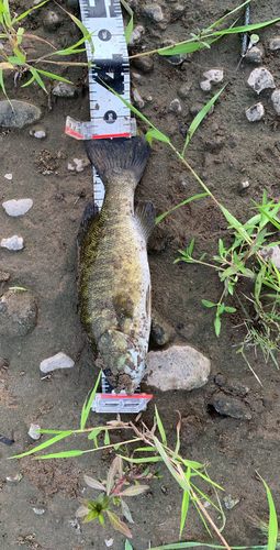 スモールマウスバスの釣果