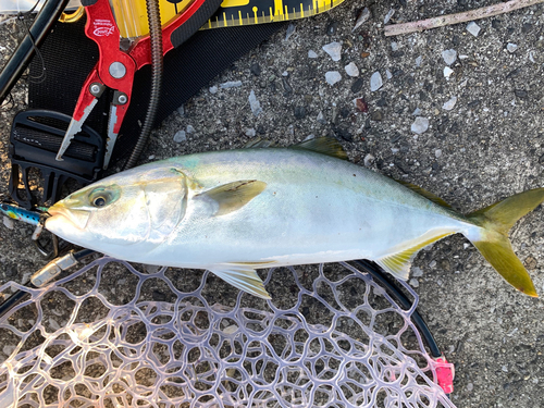 イナダの釣果