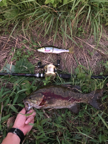 ブラックバスの釣果