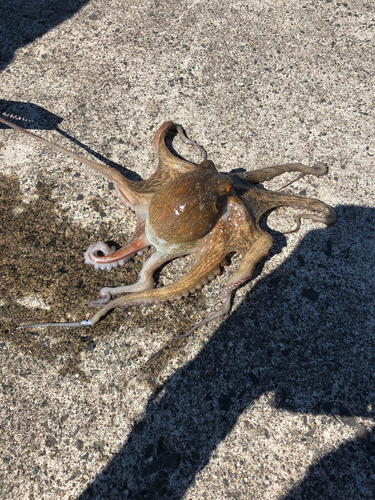 タコの釣果