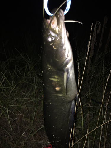 ナマズの釣果