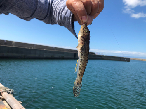 ハゼの釣果