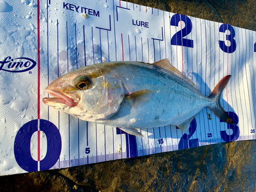 ショゴの釣果