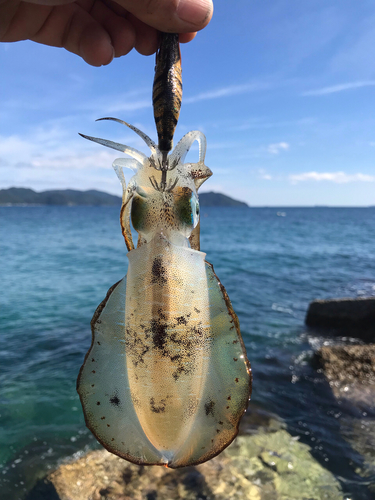 アオリイカの釣果