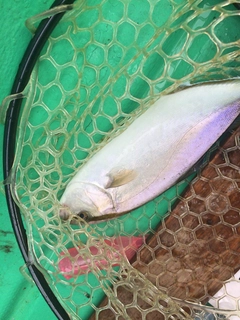 シオの釣果