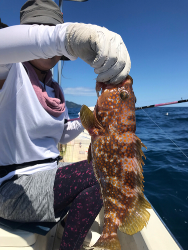 アコウの釣果