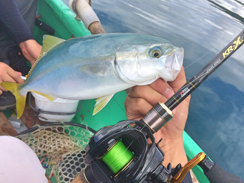 ツバスの釣果