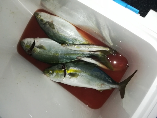 ツバスの釣果