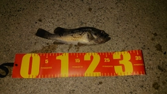 ソイの釣果