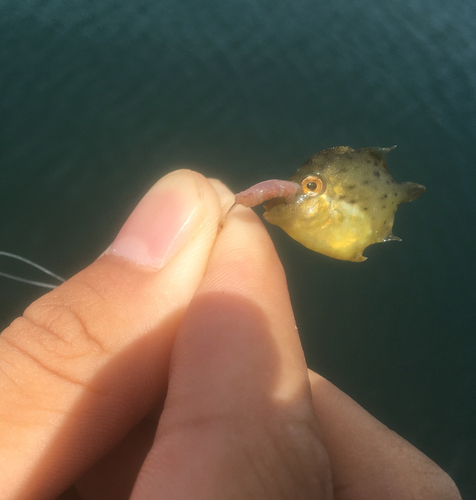 カワハギの釣果