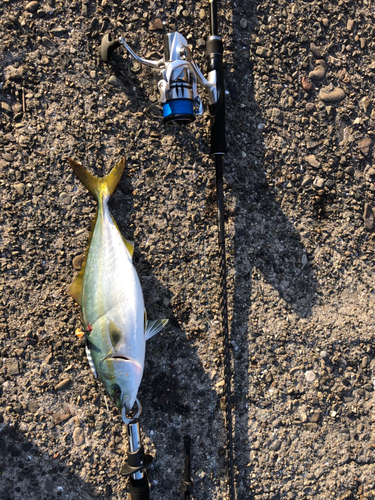 ツバスの釣果