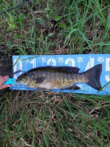 スモールマウスバスの釣果