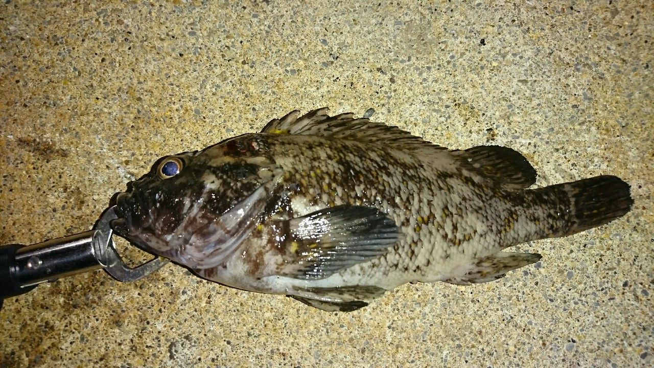 オウゴンムラソイ