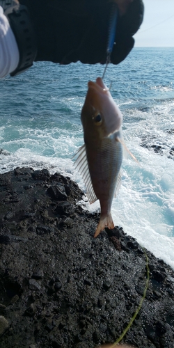 シマイサキの釣果