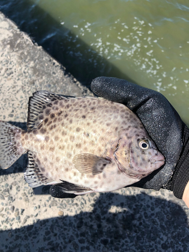 イシガキダイの釣果