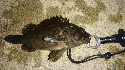 オウゴンムラソイの釣果