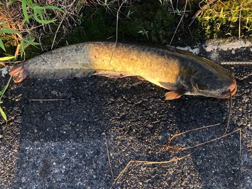 ナマズの釣果