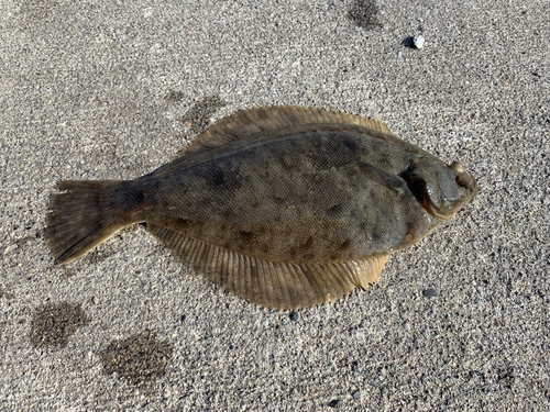 カレイの釣果