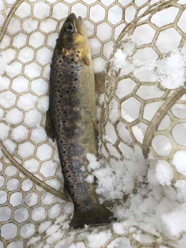 アマゴの釣果