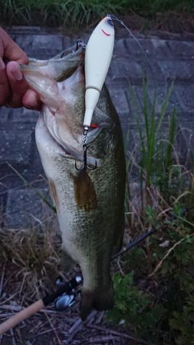 ブラックバスの釣果