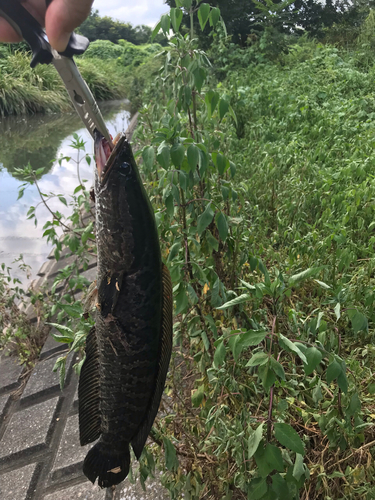 ライギョの釣果