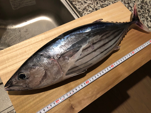 カツオの釣果