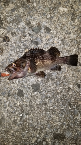 クロソイの釣果