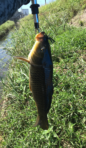 ニゴイの釣果