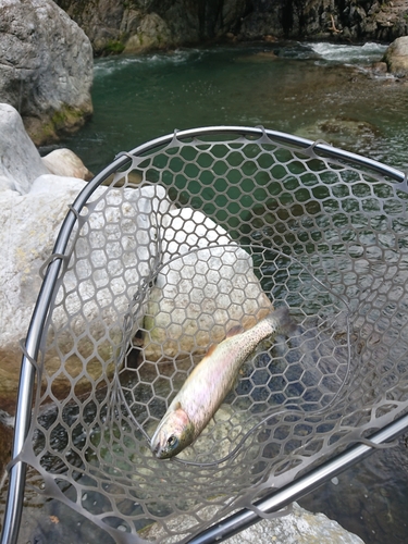 トラウトの釣果