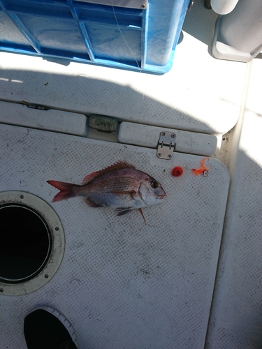 マダイの釣果