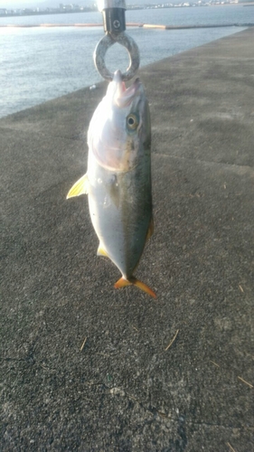 ツバスの釣果