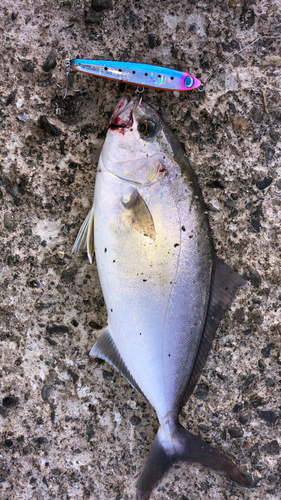 ショッコの釣果