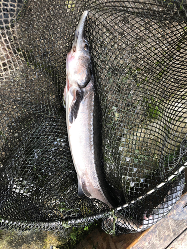 チョウザメの釣果