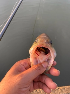 ラージマウスバスの釣果