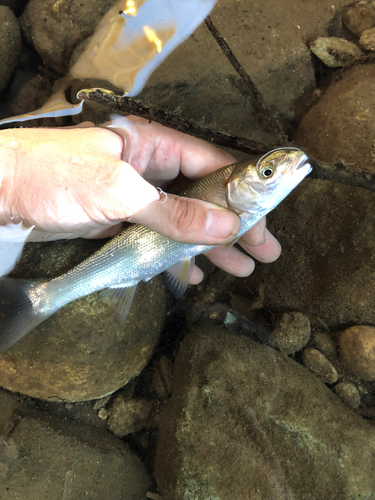 ウグイの釣果